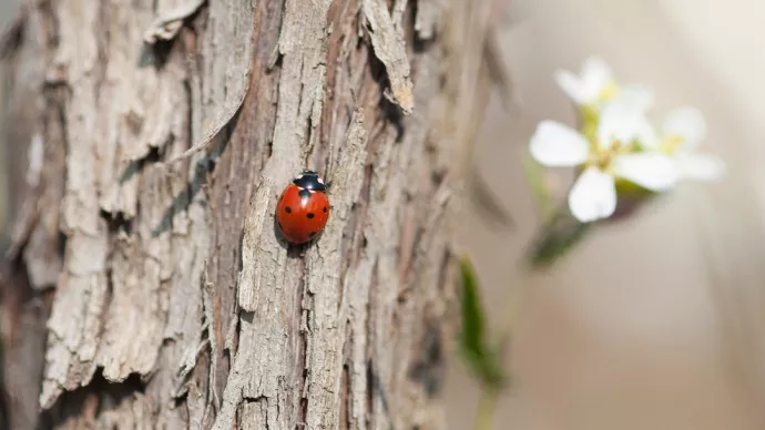 Une coccinelle sur un tronc d'arbre.