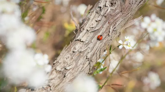 coccinelle sur un tronc d'arbre