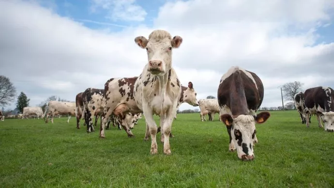 Vaches normandes en pâture