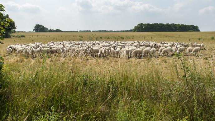 moutons dans un champs