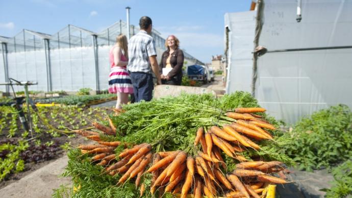 Cageot de carottes chez des maraîchers