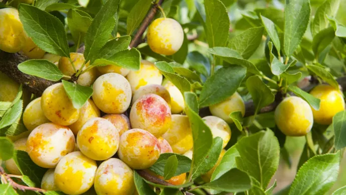 mirabelles de Lorraine IGP