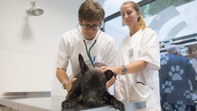 Vétérinaires oscultant un chien