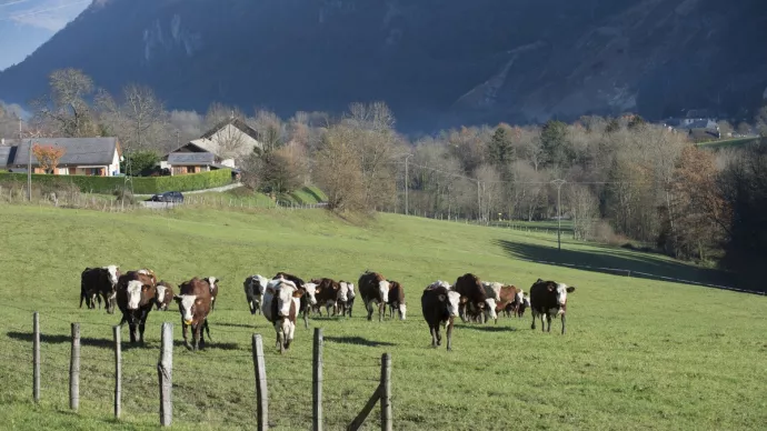 Troupeau de vaches abondance en pâture