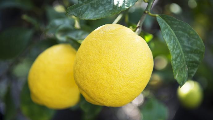 Citrons de Menton
