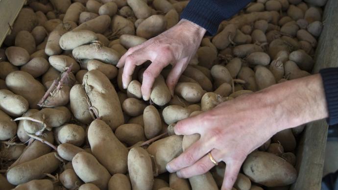 Mains tenant des pommes de terre