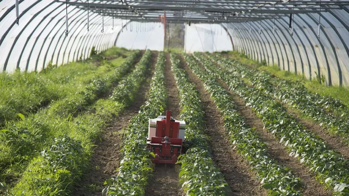 Un robot agricole sous une serre de maraîchage