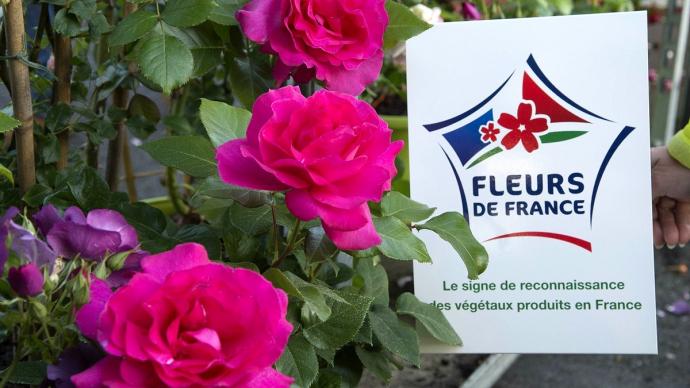Roses Fleurs de France