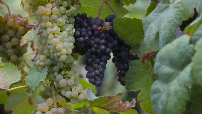 Gros plan sur des vignes de raisins blanc et noir