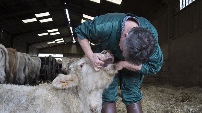 vétérinaire observant la dentition d'un bovin