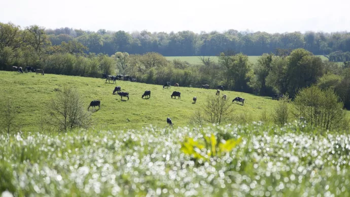 Des vaches paissent dans une prairie entourée d'arbres