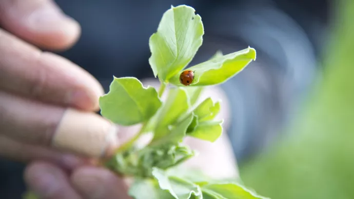 Main tenant une feuille avec une coccinelle