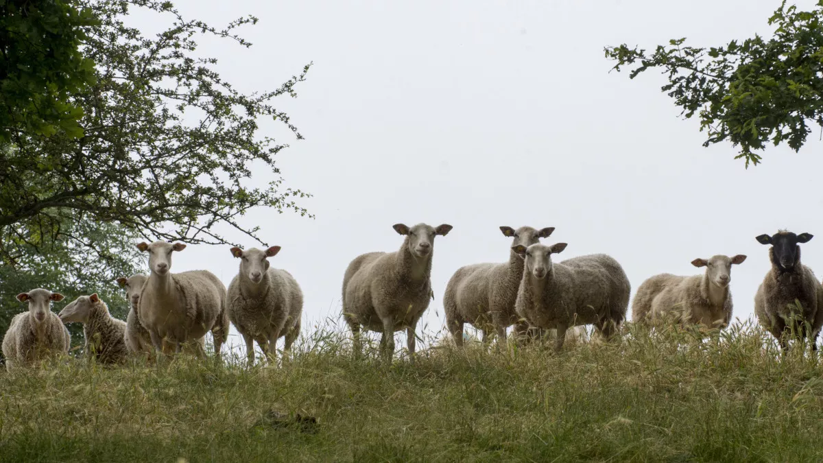 Moutons dans un pré