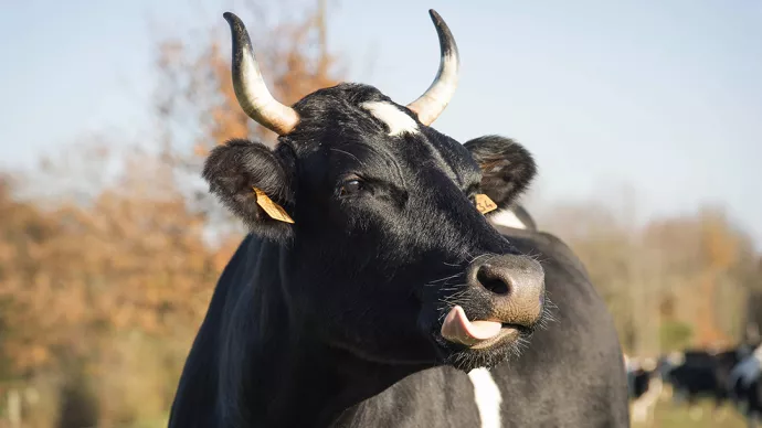 Vache de race bretagne pie noir dans un pré