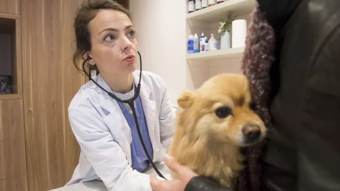 Consultation d'un chien dans une clinique vétérinaire