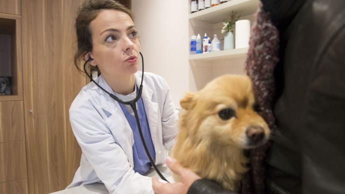 Consultation d'un chien dans une clinique vétérinaire