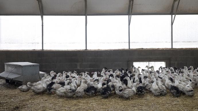 Canards mulards de 12 semaines dans un bâtiment d'élevage.