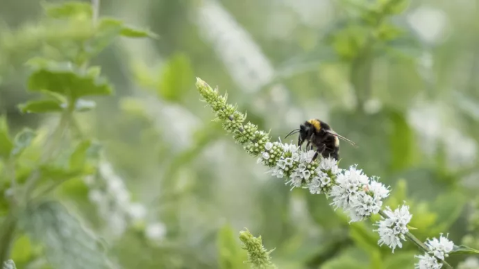 Bourdon butinant de la menthe poivrée.
