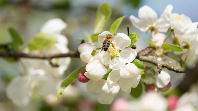 Abeille butinant une fleur