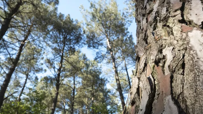 écorce d'arbre au premier plan d'une forêt de résineux