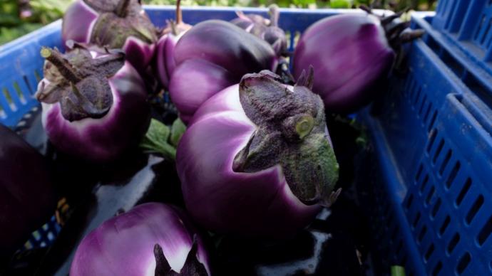 Aubergines violettes dans un panier