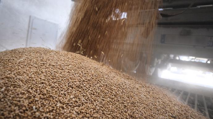 Déchargement de grains de blé dans une unité de stockage