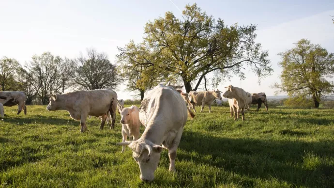 Vaches charolaises près d'arbres