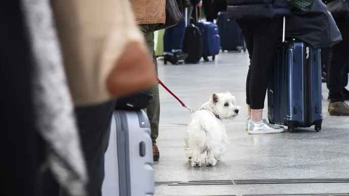 Chien tenu en laisse dans un aéroport. Voir le crédit sous l'image.