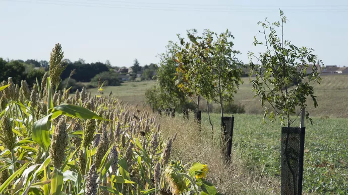 Alignement d'arbres avec des haies multi-espaces
