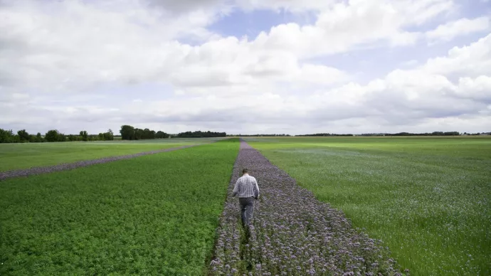 Champs de lin, chanvre. Une bande de jachère (phacélie) a été implantée pour faciliter la coupe et le rouissage. Agriculteur observant ses cultures.