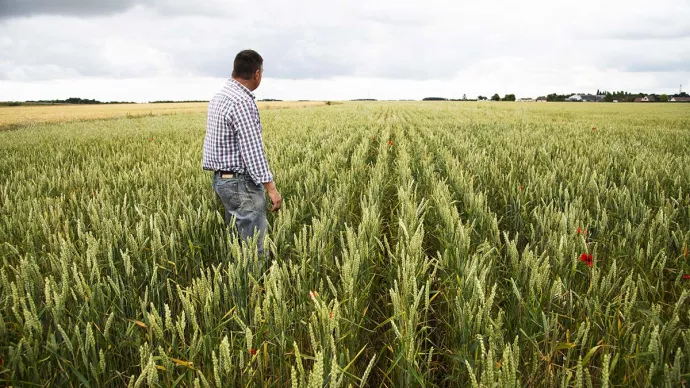 Agriculteur observant son champ de ble bio