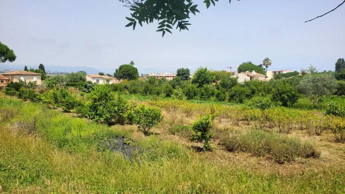 Plantations de l'exploitaiton agricole du campus Vert d'Azur d'Antibes