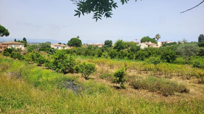 Plantations de l'exploitaiton agricole du campus Vert d'Azur d'Antibes