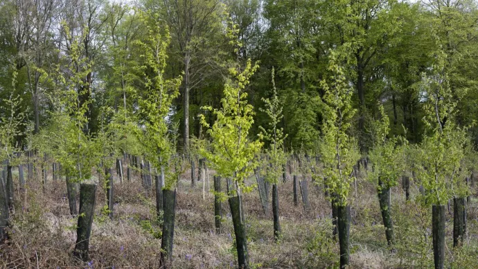 Plantation de jeunes plants d'arbres