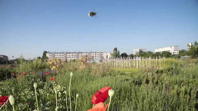 Prairie fleurie en milieu urbain