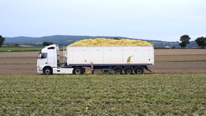 Camion benne chargé de la récolte de haricots beurre