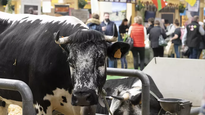 Vache dans son box au salon international de l'agriculture