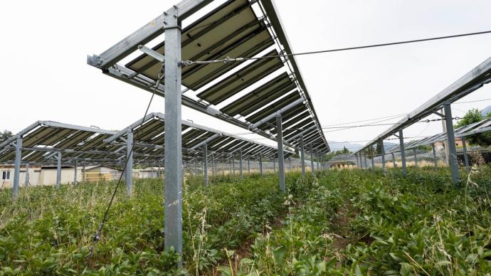Panneaux photovoltaïques dans un champ agricole.