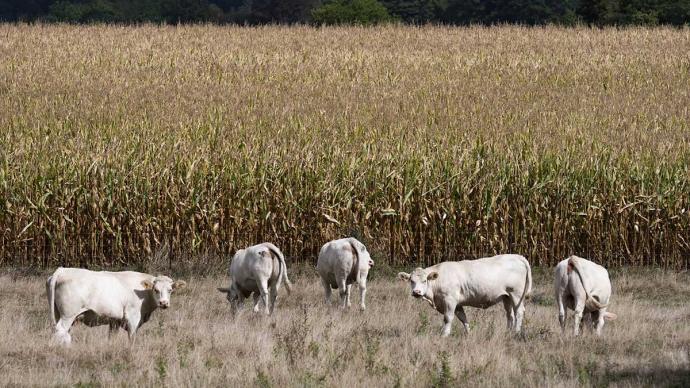 Troupeau de vaches dans un champ en sécheresse