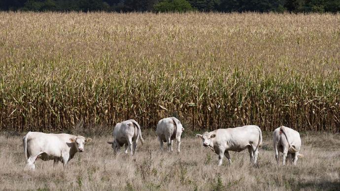 vaches sur terrainsec de blé