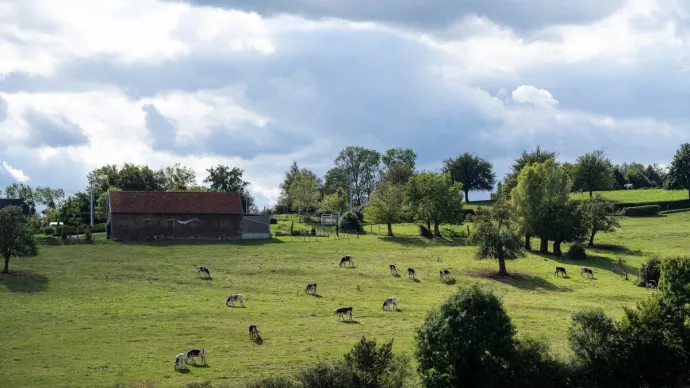 Vaches dans une prairie