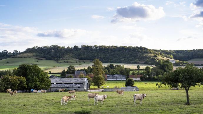 Un paysage agricole avec des bovins et des bâtiments agricoles au premier plan.