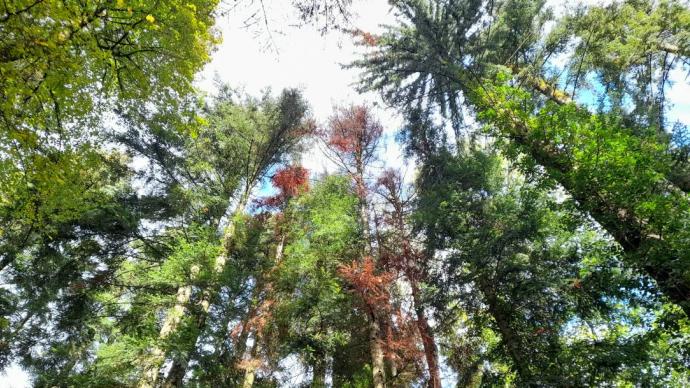 Lisière de pins dépérissants dans l'Allier
