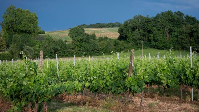 Paysage de vignes dans le Bordelais