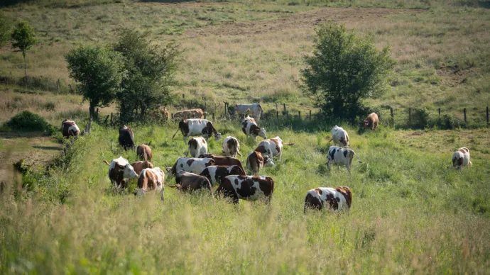Vaches pâturant dans un pré