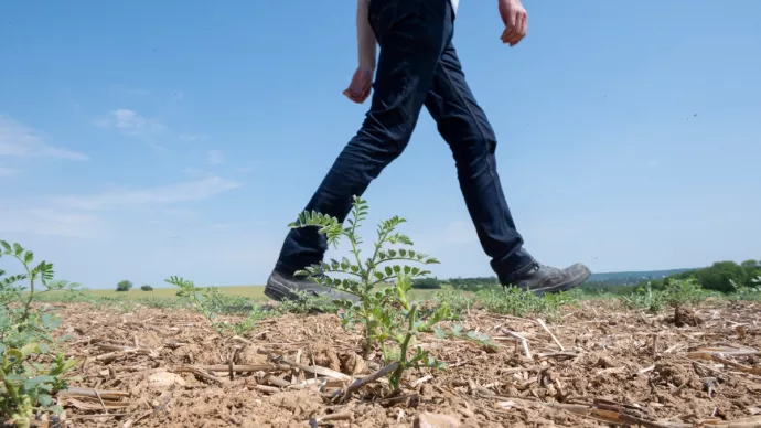 Un agriculteur marchant dans un champ de pois chiche.