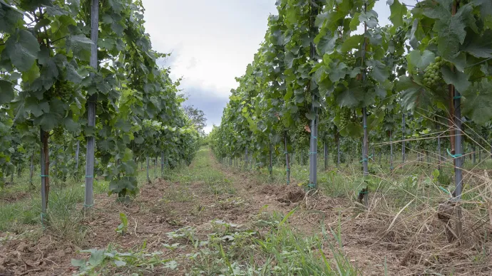 Vignoble