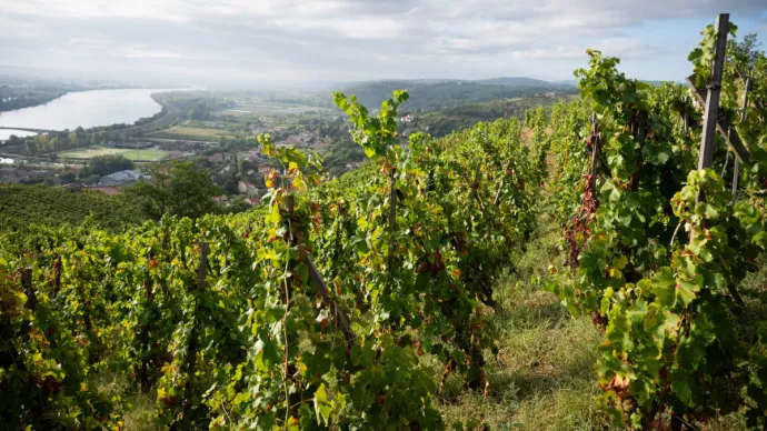 Vignoble à Chavanay