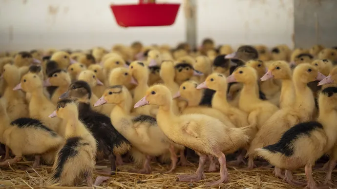 Canetons en cours de vaccination