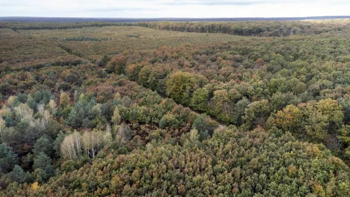 Vue aérienne d'une forêt.